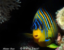 pesce angelo reale by Walter Bassi 